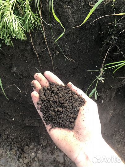 Чернозём, перегной, Навоз