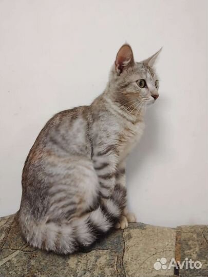 Замечательная, молодая кошечка в добрые руки