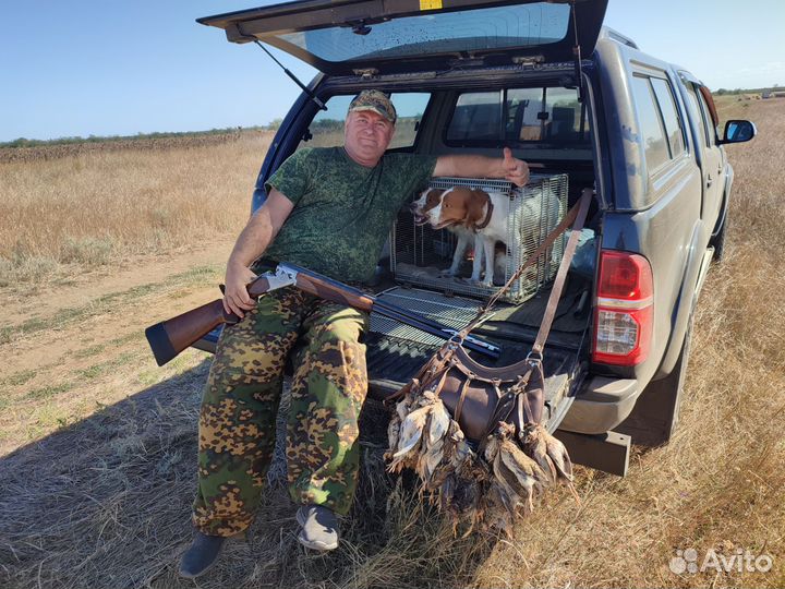 Щенки Бретонского Эпаньоля