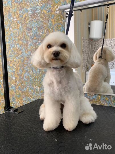 Профессиональная стрижка собак и кошек. Груминг