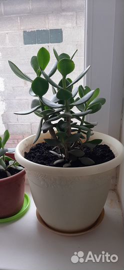 Денежное дерево (Толстянка)