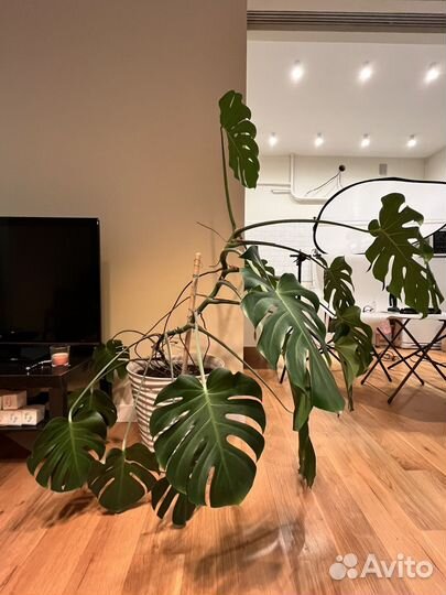 Монстера. Большое комнатное растение