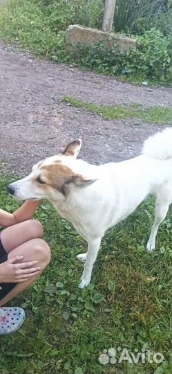 Собака метис лайки
