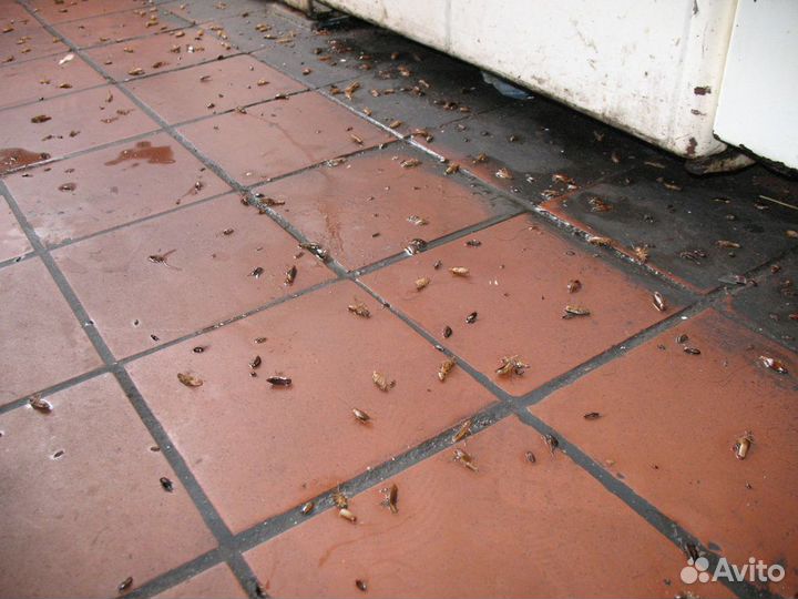 Дезинфекция обработка от клещей, тараканов, клопов