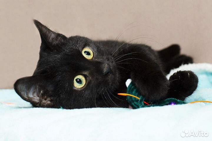 Черный кот в добрые руки