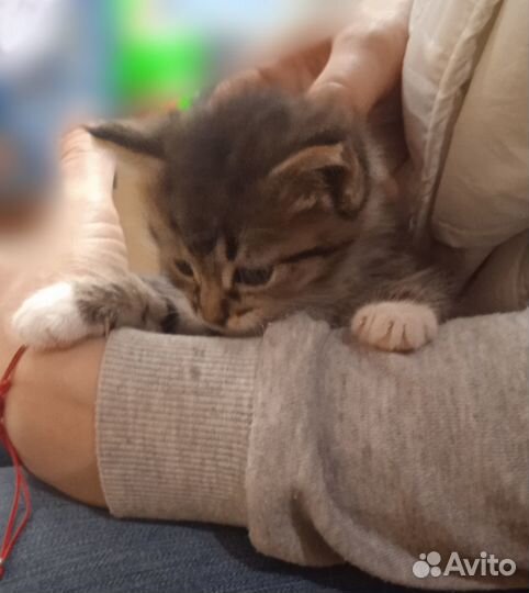 Котёнок девочка в добрые руки