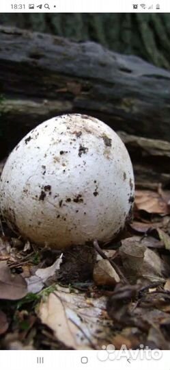 Гриб веселка