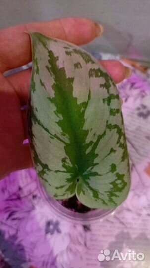 Комнатные растения цветы сциндапсус