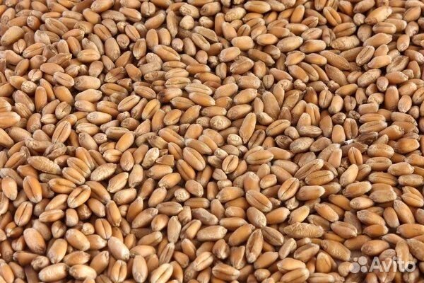 Зерно пшеница ячмень