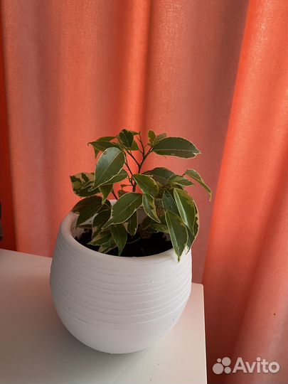 Фикус Бенджамина