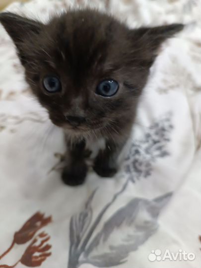 Отдам котят