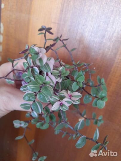 Церопегия Вуди,коллизия,рео,традесканция