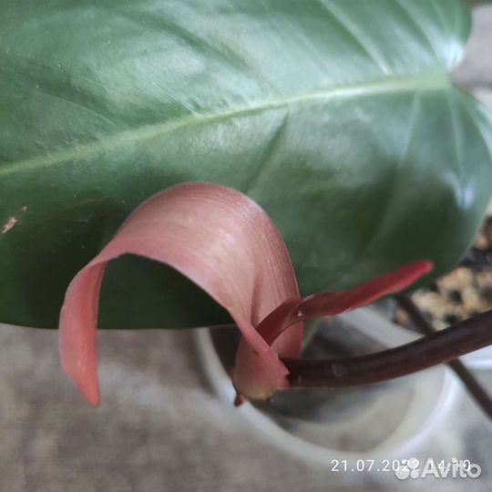 Филодендрон