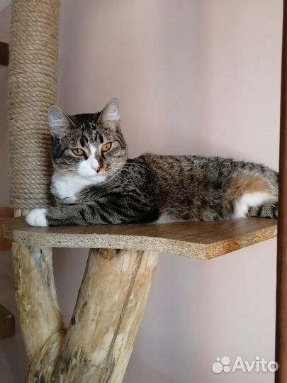 Кот Макс отдам в добрые руки.Доставка