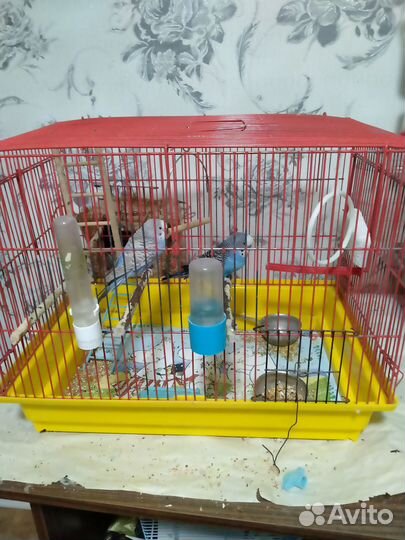 Продам попугаев