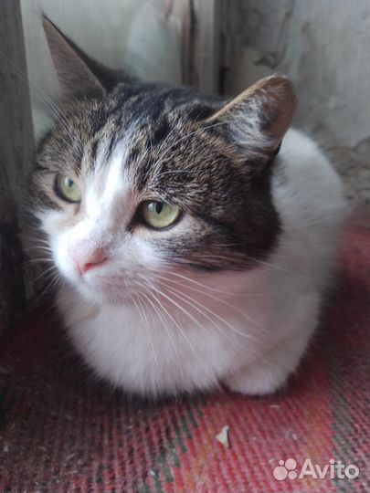 Котик Мурзик в добрые руки