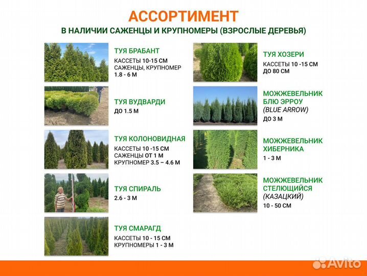 Липа, рябина, клен из питомника