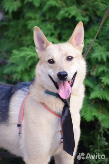 Лайкообразный парень Вольф ищет дом