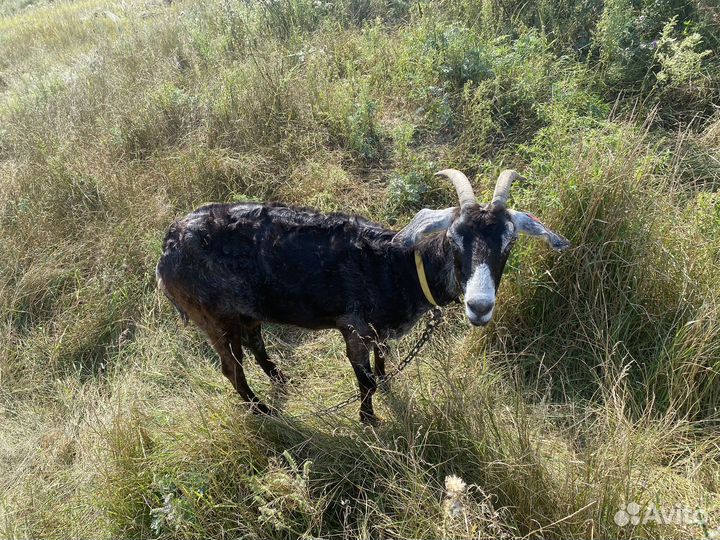 Коза девочка