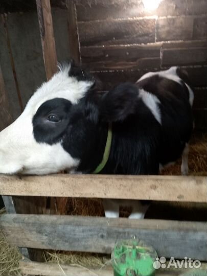 Продам тёлку