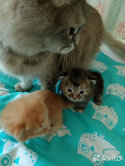Котята., рыжий кот, темная девочка