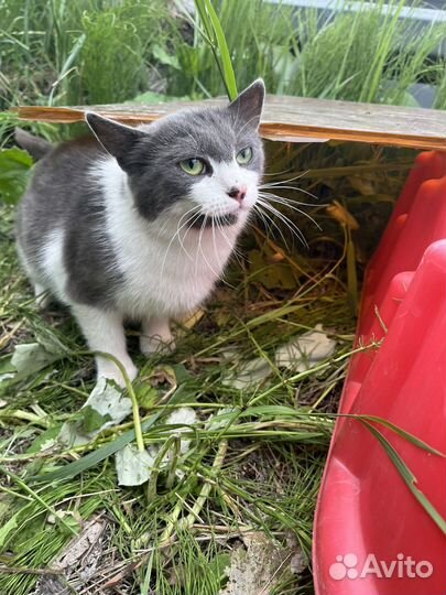 Кошка в добрые руки