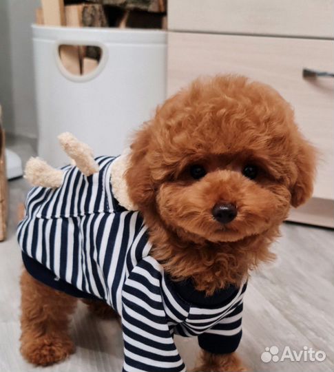 Мальтипу мини