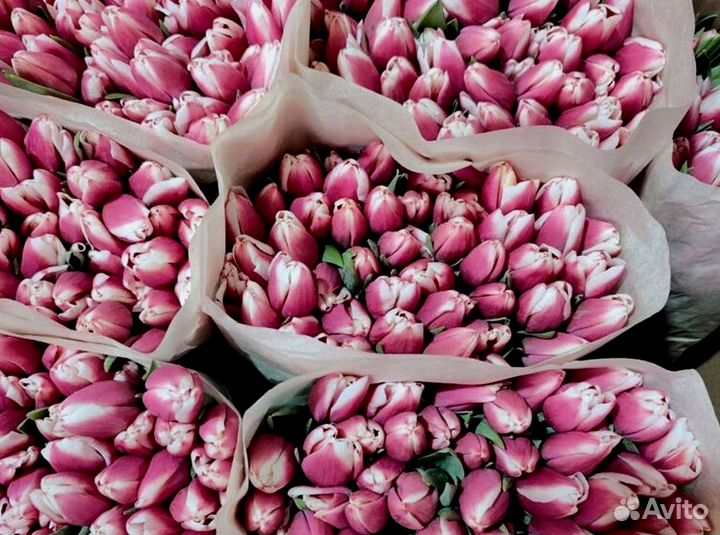 Тюльпаны оптом в наличии