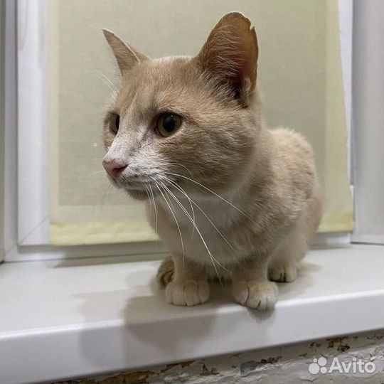 Кот Пряник ищет добрые руки