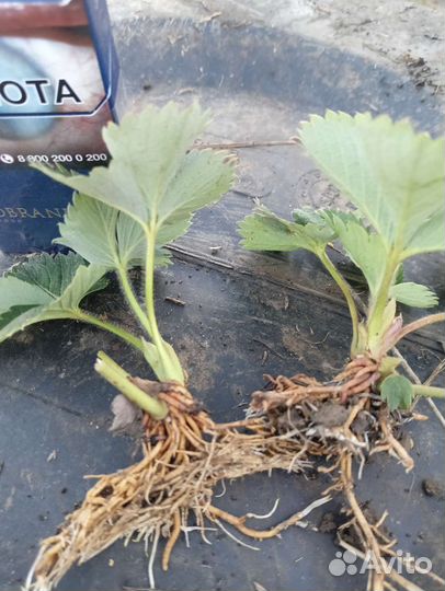 Рассада клубники клери