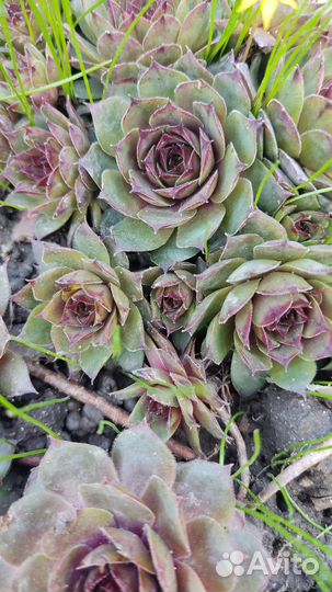 Молодило каменная роза