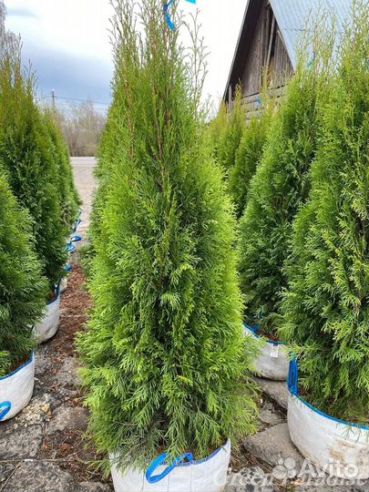 Туя Смарагд extra
