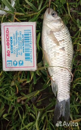 Живец Карась Плотва