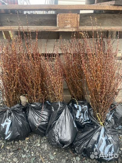 Саженцы кизильника