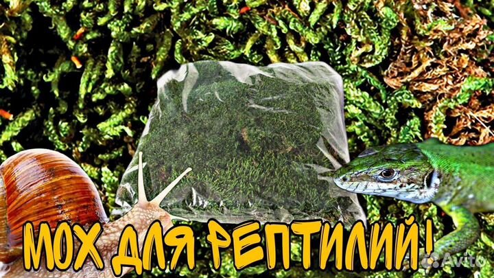 Мох для рептилий