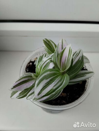 Цветы комнатные традесканции