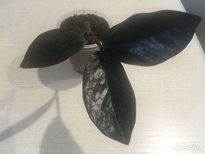 Замиокулькас черный равен