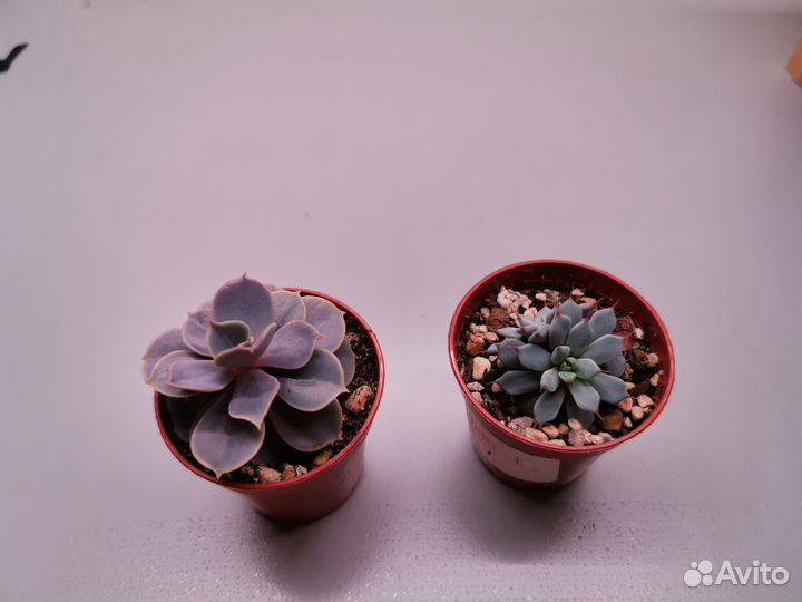 Суккуленты