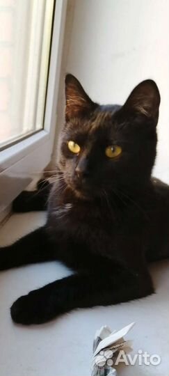 Брит ждет своего человека