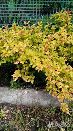 Уличные растения