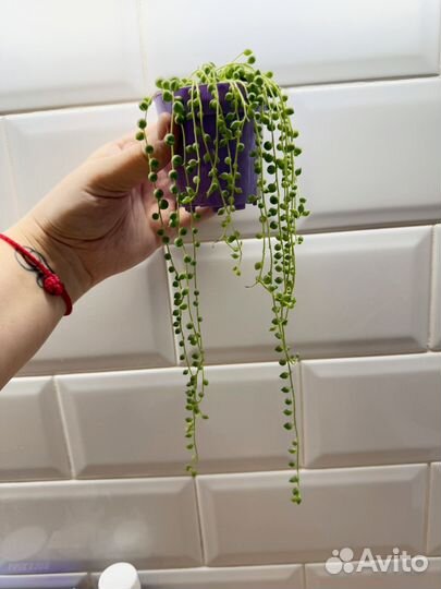 Крестовник роули