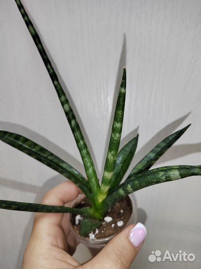 Сансевьерия фишери