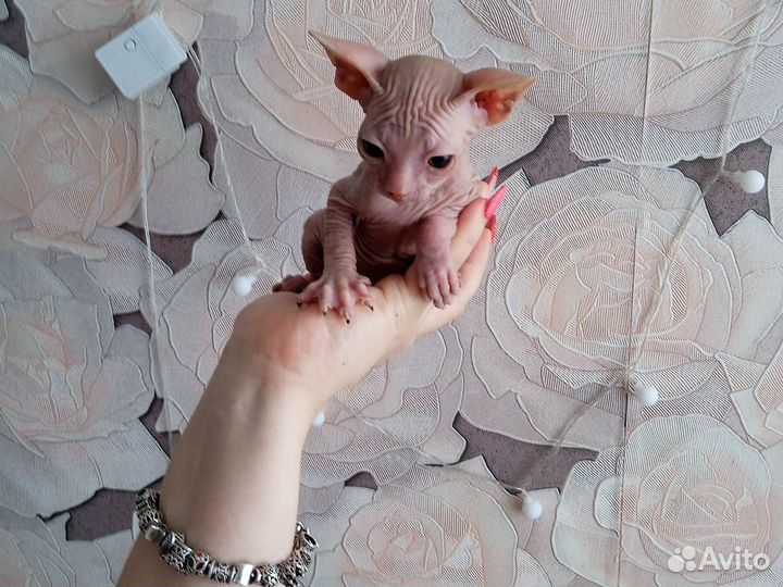 Донской сфинкс котята