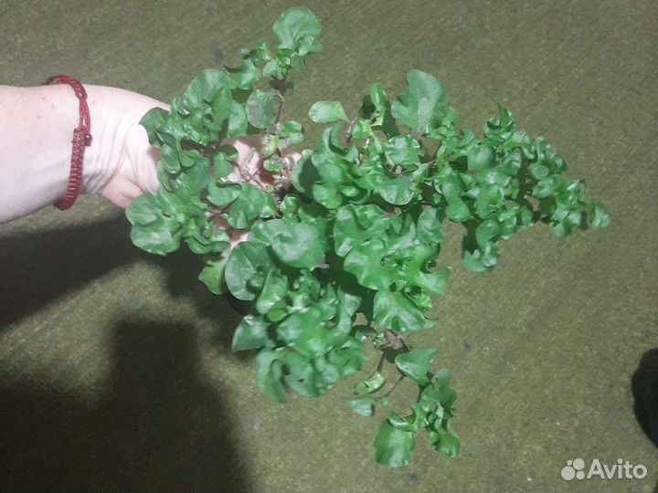 Альтернатера