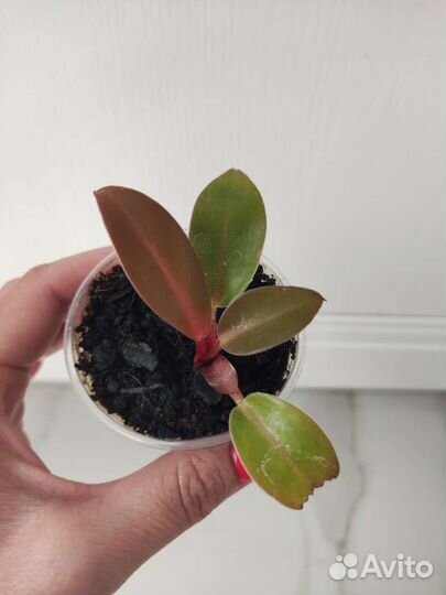 Филодендроны сортовые