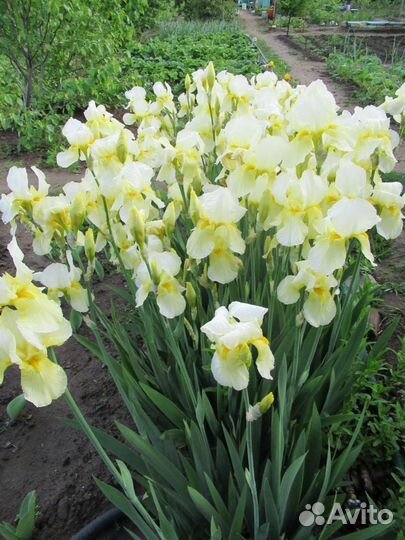 Цветочные луковицы