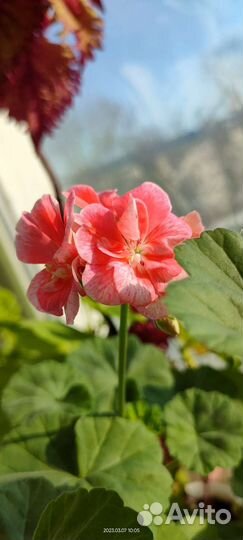 Пеларгония герань