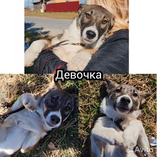 Щенки в добрые руки