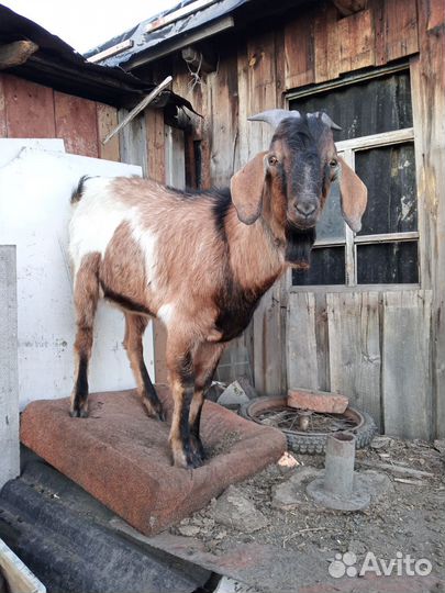 Нубийский козел и козлятки