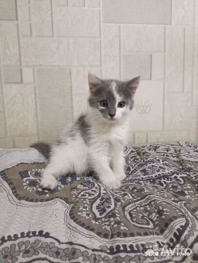 Отдам котенка (девочку) в добрые руки